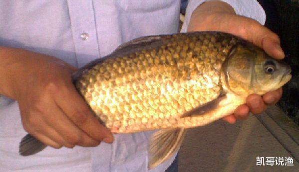 『』玩黑坑思路最重要，别只依赖添加剂，了解鱼情用钓法取胜