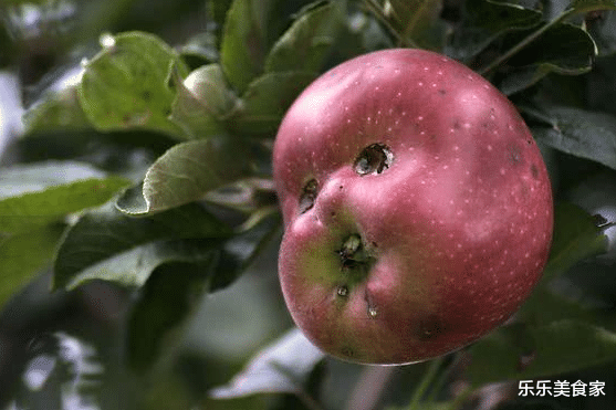 [草莓]8张活久未见的蔬菜照，草莓变蝴蝶，辣椒做鬼脸，看到图6要成精？