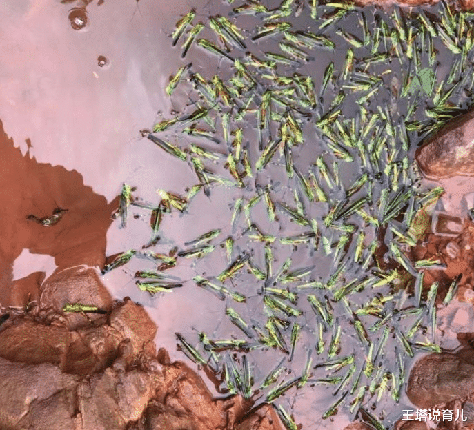 云南|蝗虫还是来了，云南普洱打响围剿第一枪，大疆无人机闪亮登场