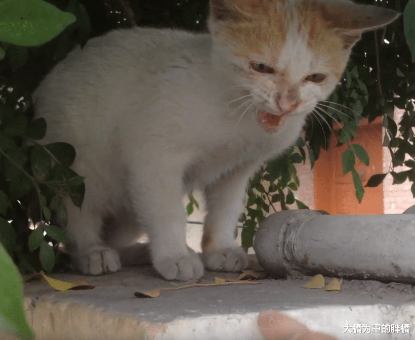 三花猫一直受男子接济，后来的橘猫竟半路拦截男子，却有幸被收养