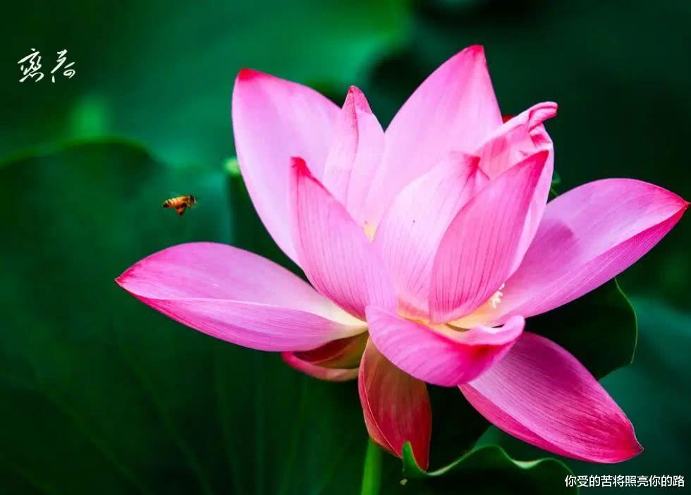 #生肖#未来10天,事业大丰收,喜事进门,横财当头,福源深厚的属相