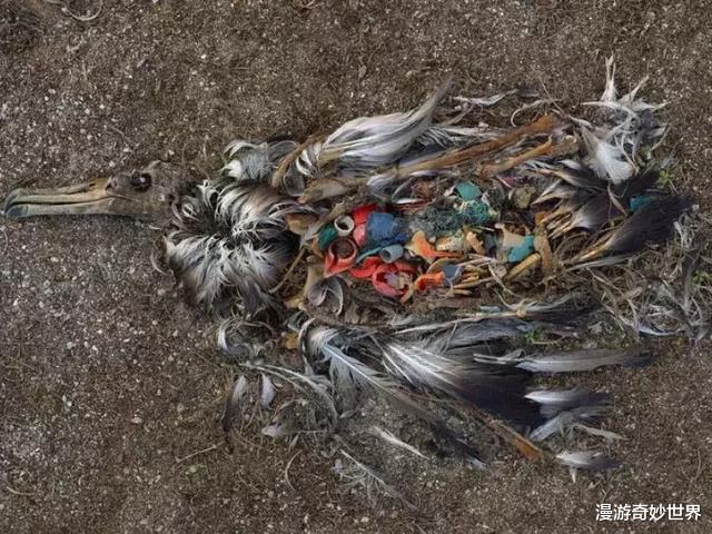 这些触目惊心的照片,每一张都震撼人心,地球脆弱如斯