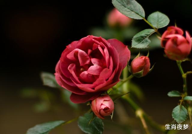 生肖|11月，一眼万年，一往情深，此三生肖在湖边邂逅前任，鸟语花香幸福荡漾