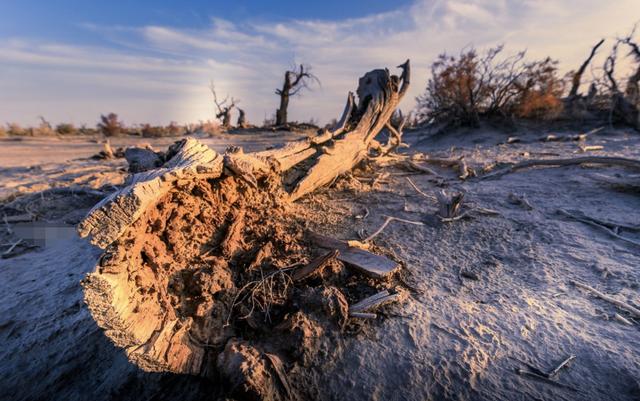 #胡杨林#“塔克拉玛干沙漠”里的亿万棵树，大家记得吗？现状让人很意外