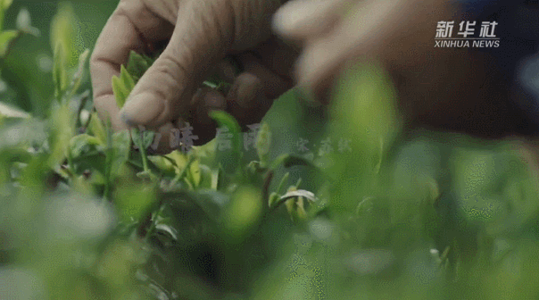 铜陵@杭州再上央媒,1分半钟爱上这个城市!