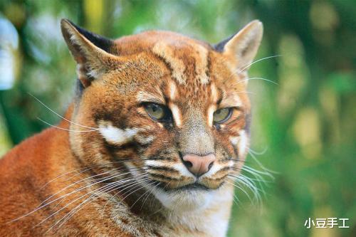 丛林之王|为什么同是猫科动物,虎豹几乎绝迹,亚洲金猫却成为新晋丛林之王