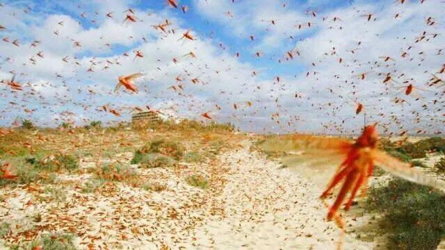 鲸鱼|近300只动物惨遭屠杀,大自然开始流血,而有的人却在笑