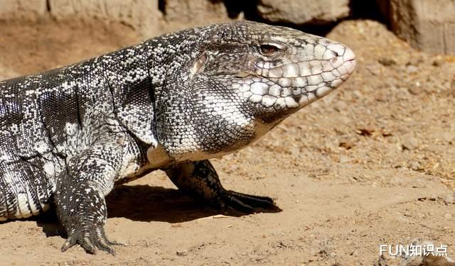 鳄鱼|“鳄鱼克星”入侵美国，身长1.2米，繁殖能力强，一窝下35个蛋