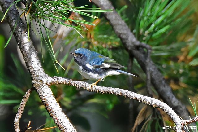黑猩猩|“一夫一妻”的动物,如果一方死了,它们能经受住交配的诱惑吗?