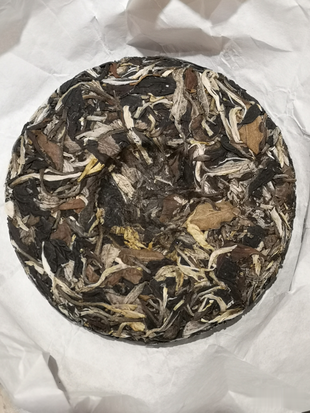 #麻栗坡#神了！中国竟然有一片百年古茶树林，妥妥的12万株