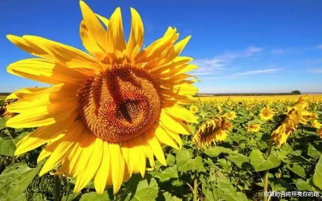 运势▲六月底，运势无处不在，财运当头，月月赚大钱的生肖