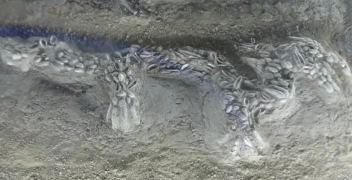 夏朝：夏朝“养龙专家”刘累，相传他养了2条龙，他养的到底是什么？