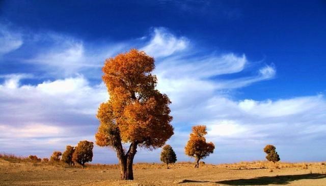 干旱|胡杨真的是“千年不枯，枯后千年不倒，倒后千年不腐”吗？