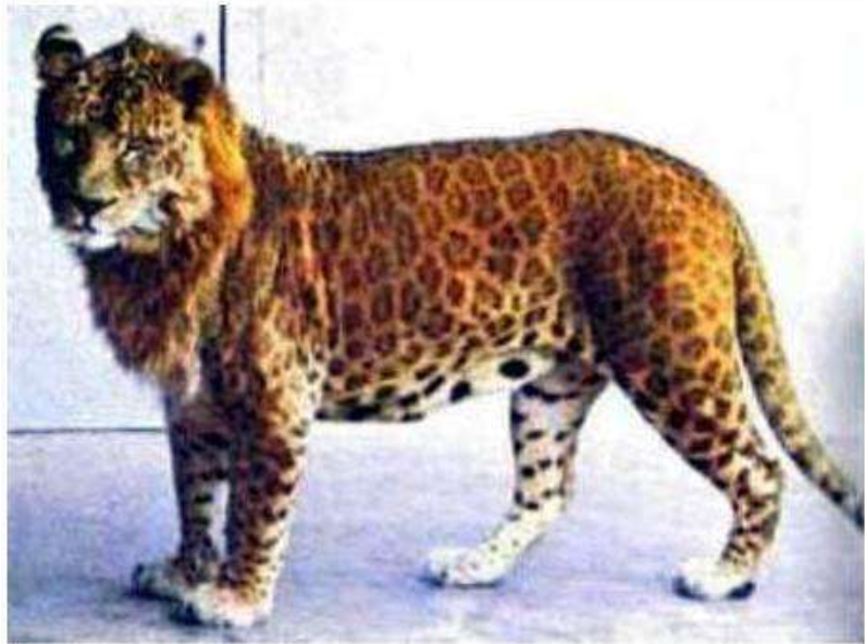 「豹子」还记得日本杂交出的“狮豹兽”吗？体型巨大凶猛无比，现状如何？