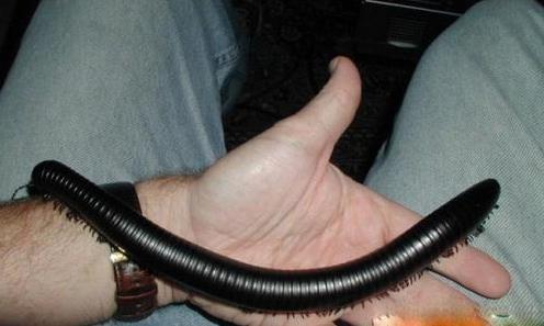 非洲:世界动物之最-高清版(2)