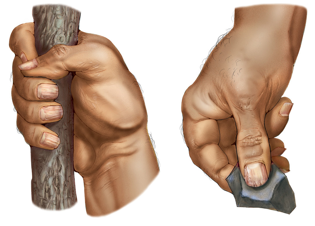 |人类为什么没有进化出攻击性的器官?