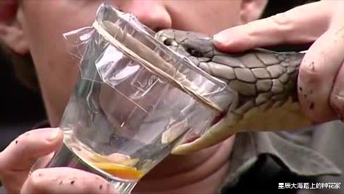 「银环蛇」剧毒银环蛇和眼镜蛇谁更毒？和眼镜王蛇相比呢？