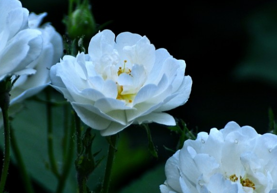 『霉运』6月开始，4属相霉运消散好运来，财神进门，福旺财旺日子旺