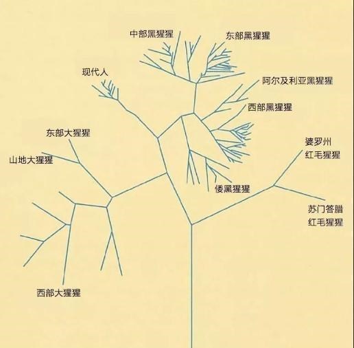 [猩猩]解析科学家用5名女性和猩猩诞生后代，结果会是什么样子