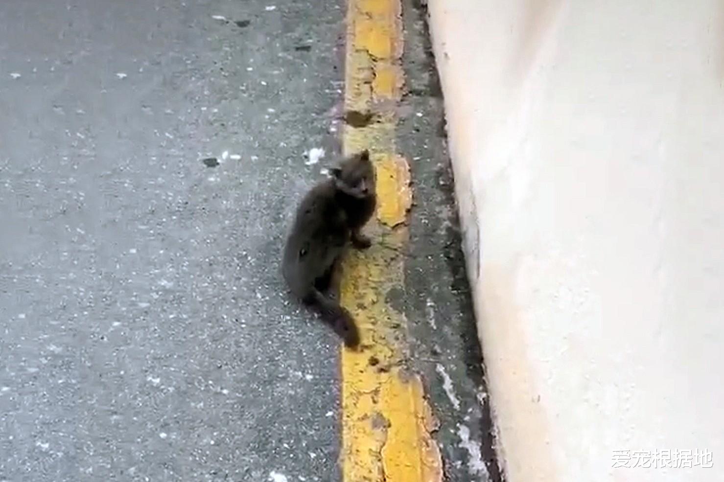 品种猫竟被弃养？蓝猫被丢停车场，弃养原因竟是小毛病