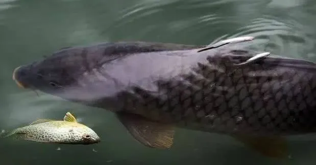 『』亚洲鲤鱼成精？男子钓起一条小鲤鱼竟引来一群大鲤鱼“救援”