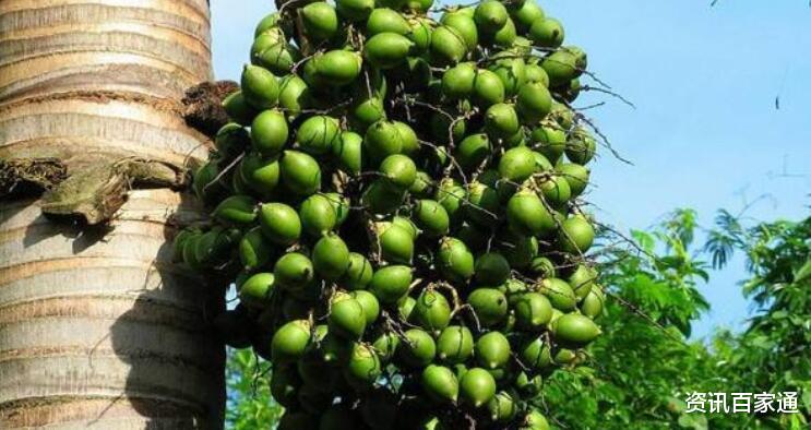 @那些吃了10年“槟榔”的人后来怎么样了?为了健康着想,不妨一看