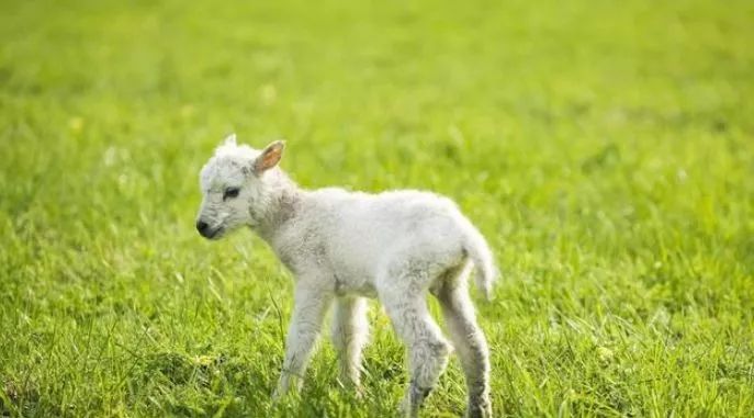 【天蝎座】属羊人你有突如其来的横财来了?快来接喜吧!