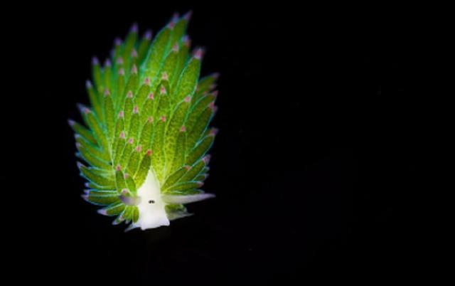 海底竟有绿色的羊？小眼睛+粉腮红一脸无辜：人家其实有特异功能