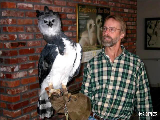 「」所有人都以为它是人扮演的,原来它是一只真的鸟:被骗了好多年!