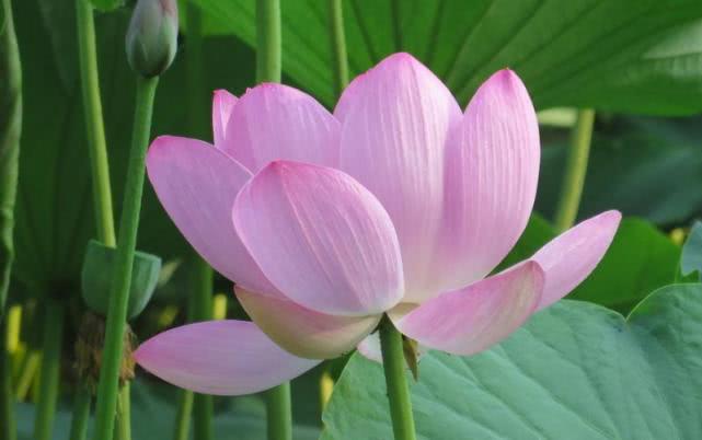 「生肖」脾气“比驴犟”的三个生肖女,但最会照顾家人,日子越过越富裕