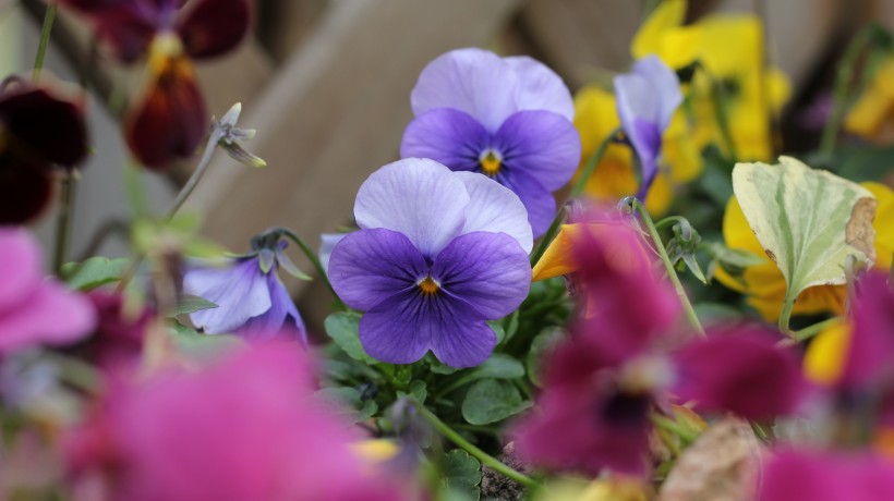 「生肖」6月份,桃花朵朵开,月老牵来姻缘线,注定要脱单的四大生肖