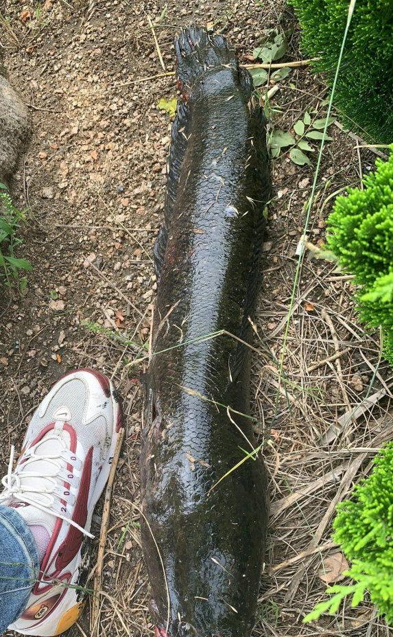 鳄鱼|都江堰里钓起鳄鱼?这位成都钓鱼人却更关心“怎么吃”