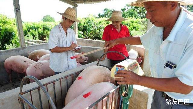 大地震|猪市“大地震”，东北猪价“一片绿”，跌势要向南传导？答案来了