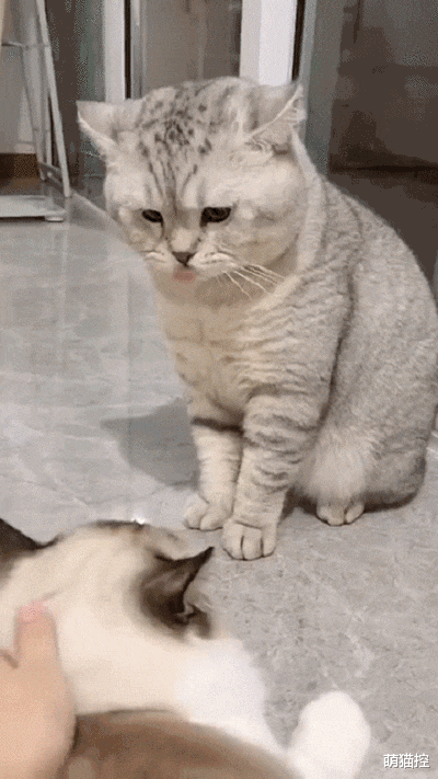 别看猫主子平时优雅端庄，嫉妒起来简直面目全非