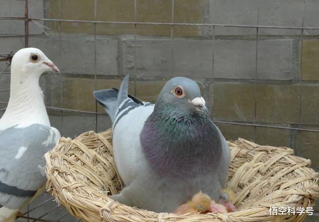 鸽子|鸽子为什么不存在近亲繁殖的问题?