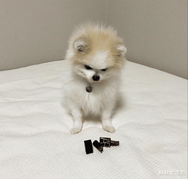 狗子咬断口红被主人发现，吓得耳朵瞬间消失了：是口红先动的手！