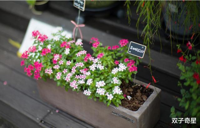 生肖|8月财运解冻,财运大驾光临,赚得金银满钵,爱情甜蜜美好的生肖