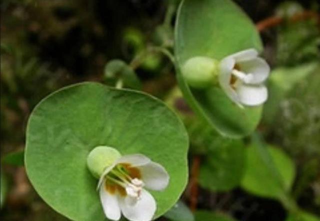 中药:这东西,人称“穿心草”,属极品中药,若有幸遇见,切勿随意采挖