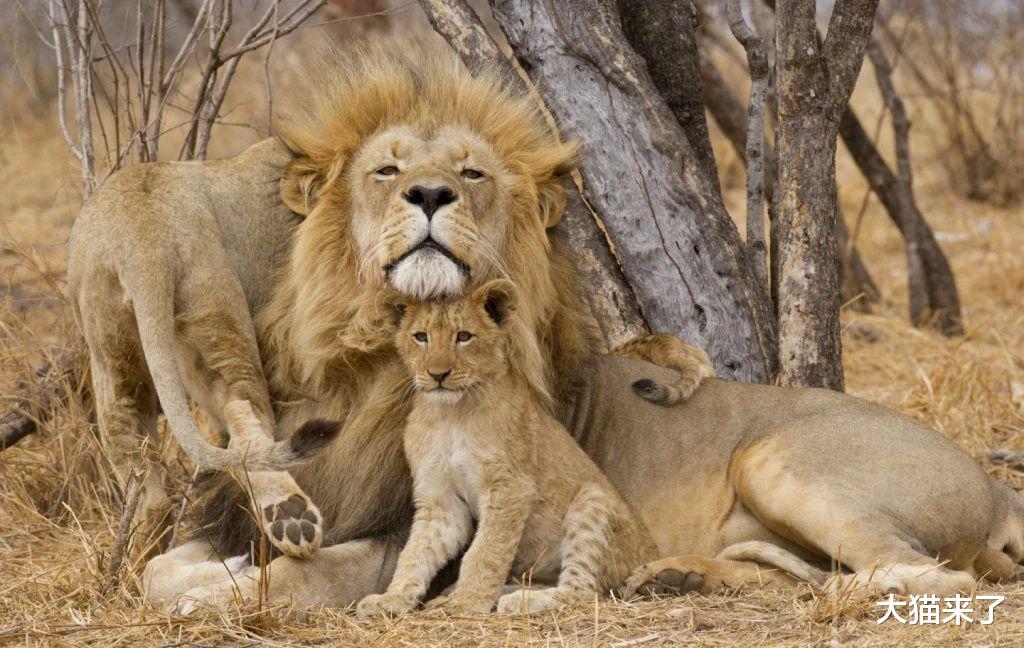 狮子|给牛涂上假眼睛可阻止狮子袭击？科学家研究了2061头牛找到好方法