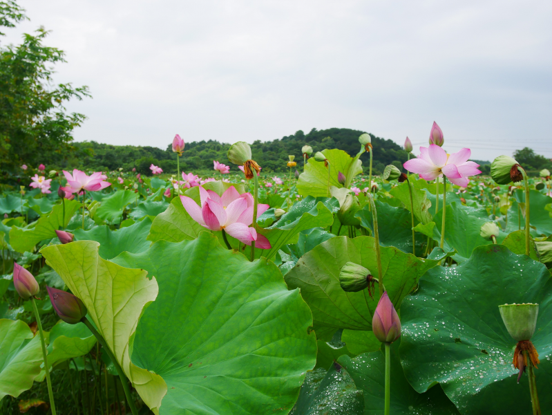 #生肖#下个月6月好运来临，横财一路飙升，未来更是多财多福的四属相