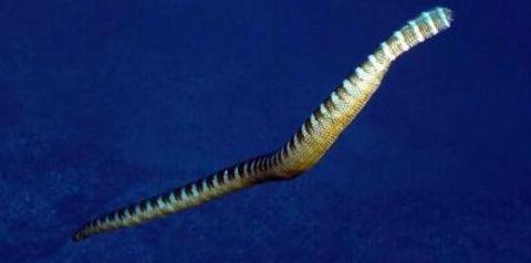 【毒液】蛇类单挑排行榜, 谁才是“大佬”?