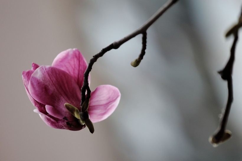 生肖■6月下旬起，红娘暗助月老眷顾，难忘旧爱，将续写姻缘的四大生肖