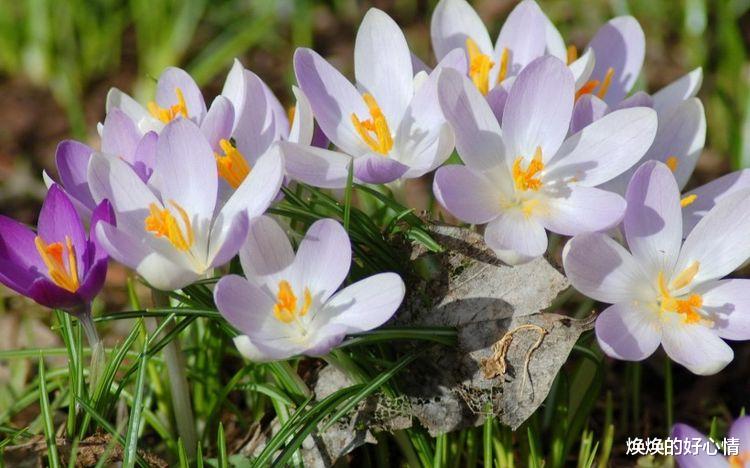 生肖|九月初起：桃花运到来，爱情鸟来临，真爱随后就来的四大星座