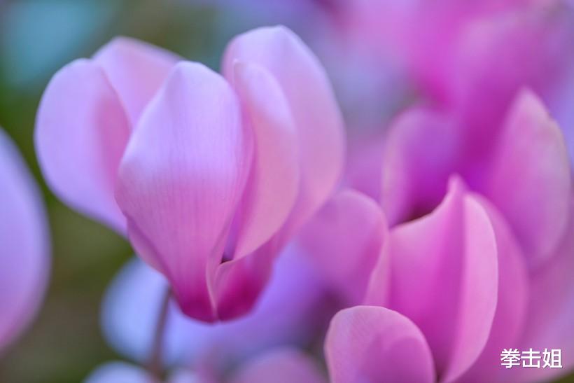 生肖@最近一周,财运上上签,3生肖事业一路畅通,存款暴增