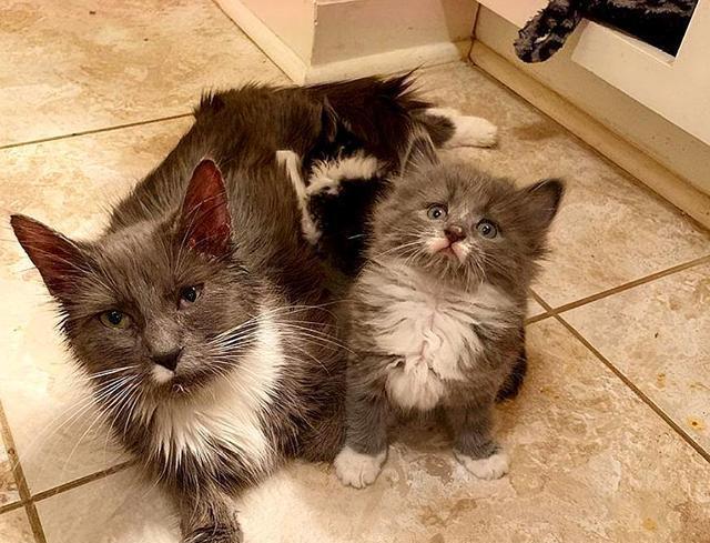 家中闯入4只猫，竟都得了猫艾滋，女孩接替去世猫妈妈照顾3只小猫