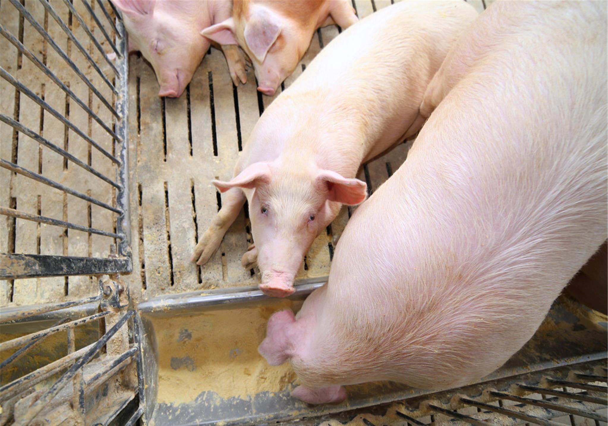 [生猪价格]5月7日全国生猪价格，下跌，六七月生猪价格怎么样？还能上涨吗？