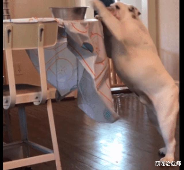 狗狗一爪拍下在桌上的狗碗，然后顺势用嘴叼住，这套动作太帅了吧
