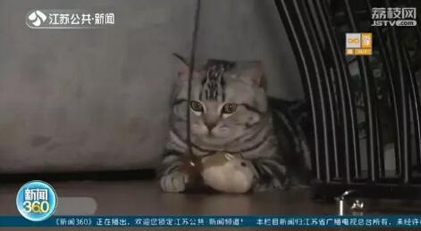 花一千五给宠物猫拍过年写真 饲猫少女：这是养猫“正常开销”