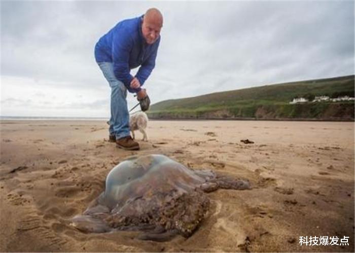 水母■它被误以为有“超能力”，袭击人类核电站，它的能力超出想象！