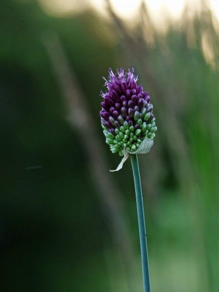|8月上旬，好运爆发！4生肖得权得财，咸鱼逆袭，珠光宝气变富豪！